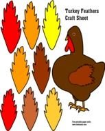 Turkey Feathers