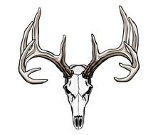 drawn deer skull with horns
