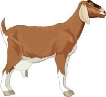 painted white-brown goat on a black background