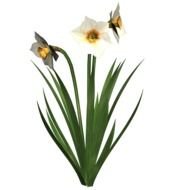 three open daffodils, drawing