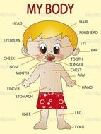 My Body Parts Clip Art