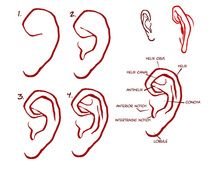 Ear Drawing