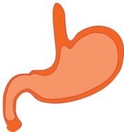 Cartoon Stomach