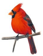 Clipart of Cardinal Bird