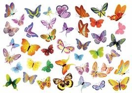 Butterfly Graphics drawing