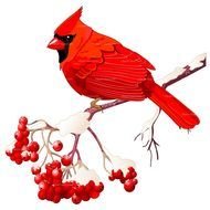 Winter red bird drawing