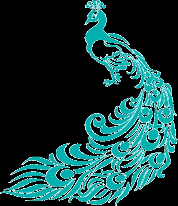 blue Peacock at black background