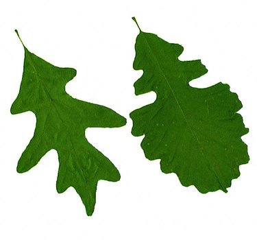 White Oak Leaf Shape