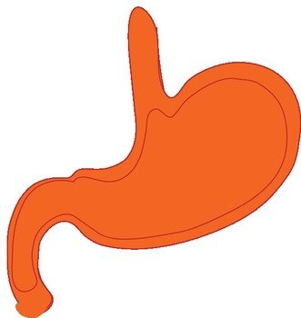 Cartoon Stomach