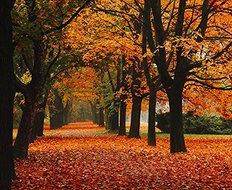 Sound Art Bluetooth Speaker Red Autumn In The Park, 9" H x 11" L