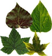 EuroQuest Imports Spring Deco Parchment Leaves, Package of 20 N2