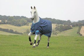 Shires Tempest Original Lite Fox Print Sheet 75 N4