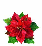 EuroQuest Imports Poinsettia Parchment Leaves, Set of 20 N2