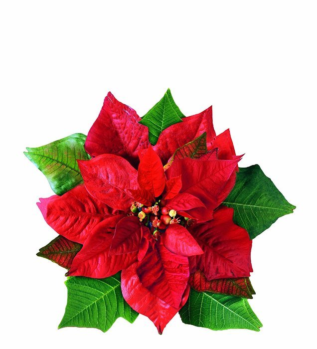EuroQuest Imports Poinsettia Parchment Leaves, Set of 20 N2