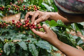 Java Planet - Guatemalan USDA Organic Coffee Beans, Medium Roast, Shade Grown, Bird Friendly, Rainforest Alliance... N2