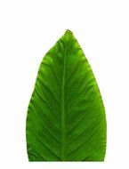 EuroQuest Imports Large Banana Deco Parchment Leaves, Pack of 10