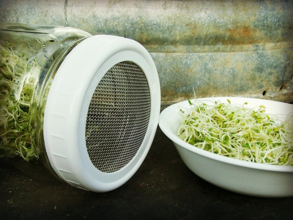 Sprouting Lid for Mason Jars 'The Original Speed Strainer Lid'&reg; (Set of 8 Wide Mouth Lids) for Sprouts, Sprouting... N3