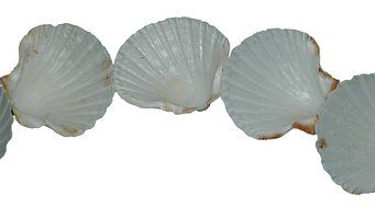 Irish Baking Scallop Shells N2