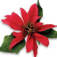 JEM Poinsettia