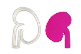 Human Kidney Cookie Cutter - STANDARD - 3 Inches