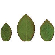 PME Plunger Cutters, Veined Rose Leaf N4