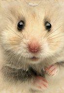 Youth: Hamster Face Kids T-Shirt Size YS N2