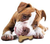 Hugs Pet Products Silicone Bake or Freeze Dog Treat Pan, Dog Bone Shapes N3