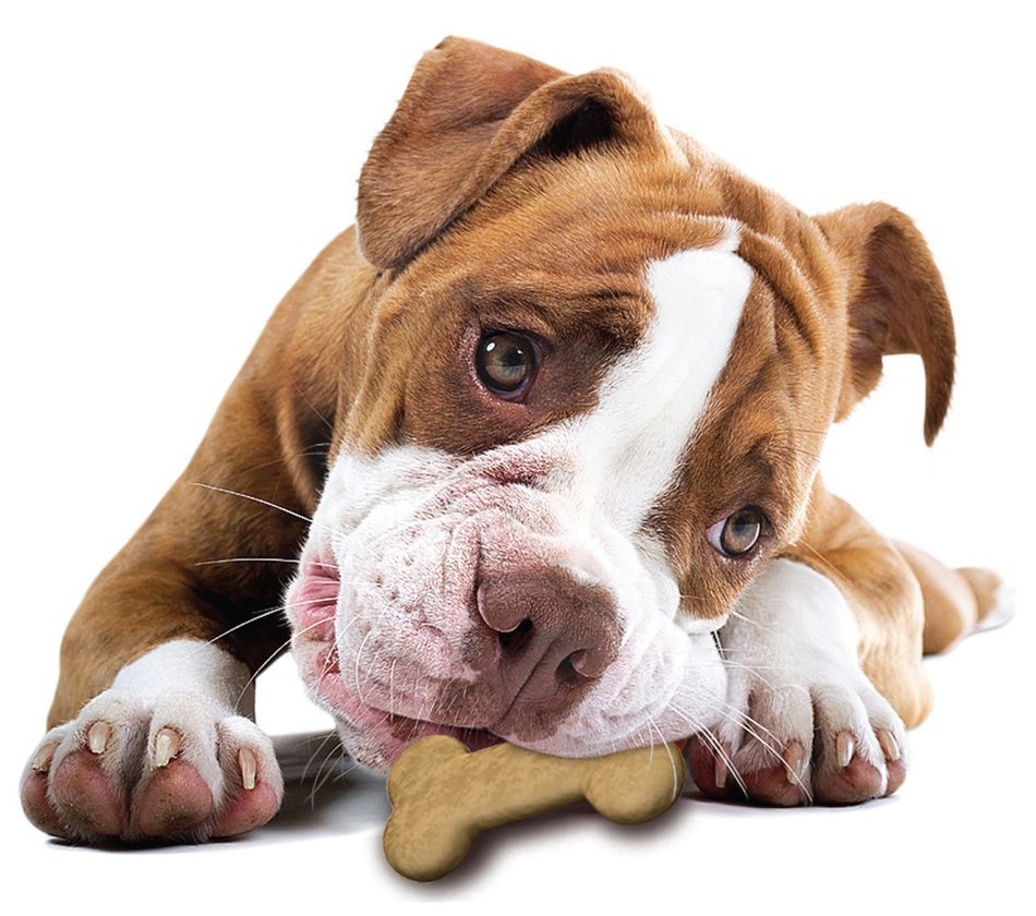 Hugs Pet Products Silicone Bake or Freeze Dog Treat Pan, Dog Bone Shapes N3