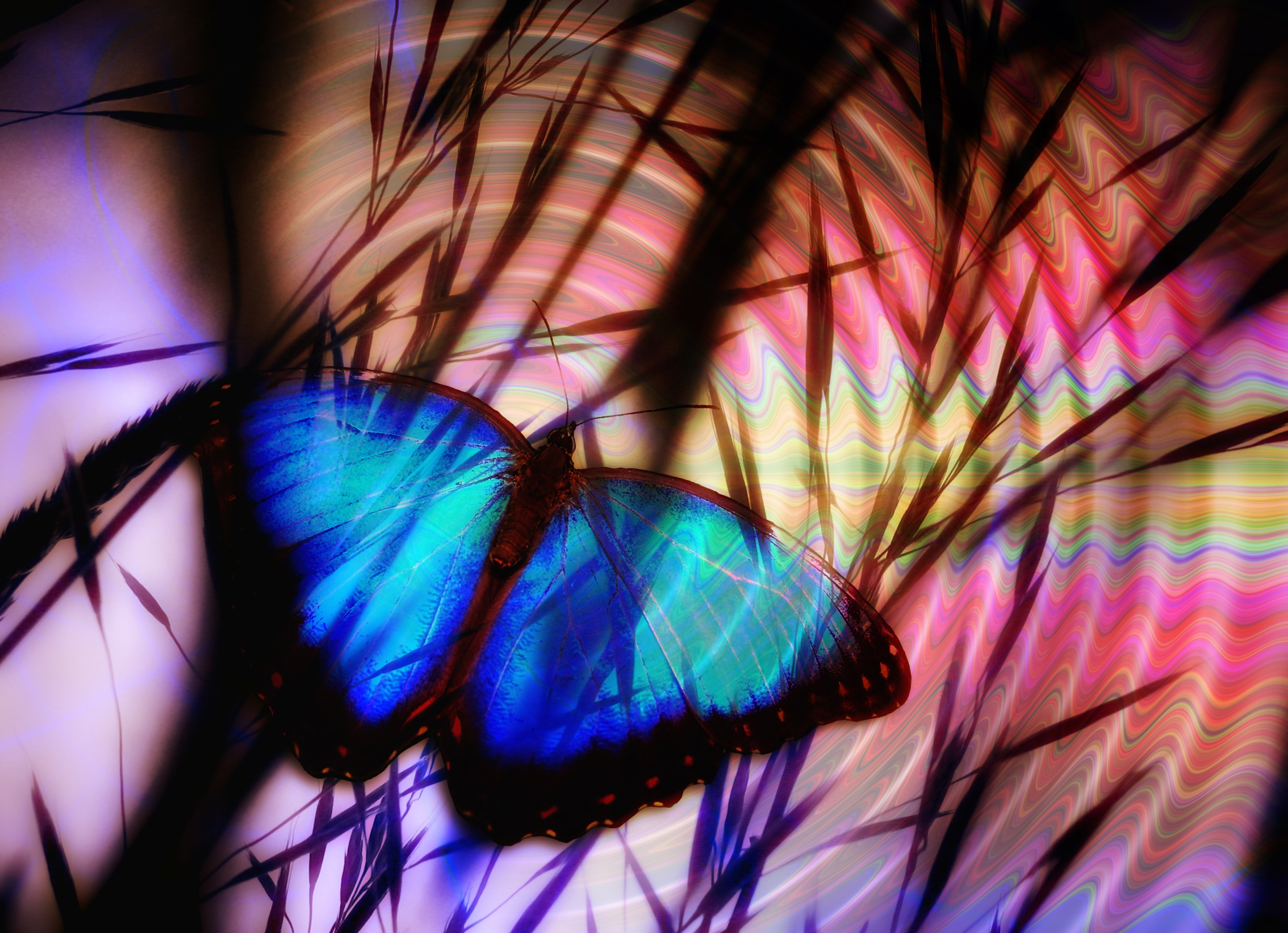 Самая красивая бабочка Эстетика