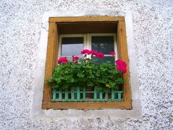 Geranium flowers on old window