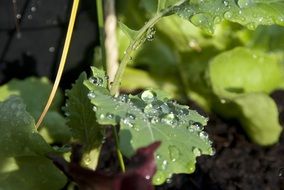 Dew on the cabbage leaves in the garden
