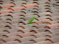 red roof texas