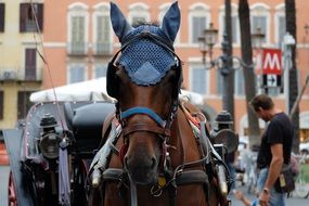 Horse in Monteaura