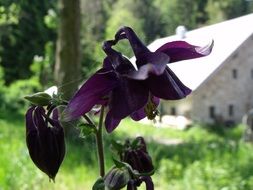 purple flowers in the web