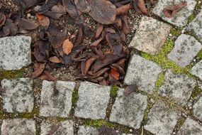 brown autumn leaves on a stone pavement close up