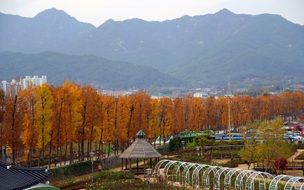 landscape of the autumn leaves