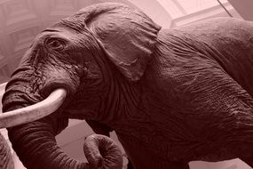 elephant in a museum close up