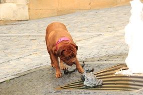 familiarity Mastiff with Frog