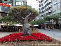 beautiful tree and red flowers on the canary islands