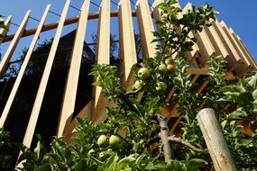 Object of the modern world fair and apple tree