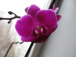 phalaenopsis flower on the window