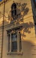 tree shadow on the facade of a building in melbourne
