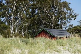summer landscape, cottage on sand dune