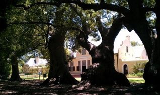 winery near green trees in south africa