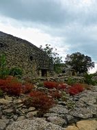 colorful plants growing on stones at abandoned building