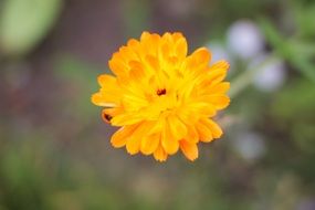 Yellow small flower on a blurred background