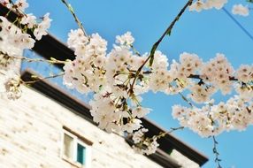 gentle cherry blossom