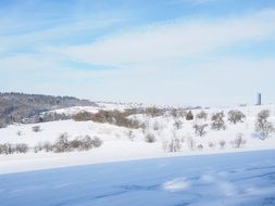 plants on a hill with snow