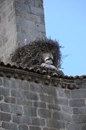 bell tower with nest stork