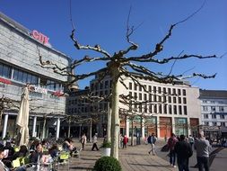 unusual tree among the sunny streets in Germany